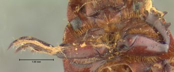 Media type: image;   Entomology 8357 Aspect: front tibia